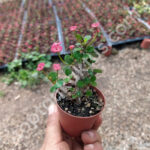 Dikenler Tacı Çiçeği, Euphorbia Milii Mini, (5.5 cm), 1 viyol, 45 adet