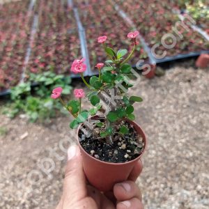 Dikenler tacı çiçeği - Euphorbia Milii Mini