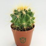 Golden Barrel Cactus, Echinocactus Grusonii, (5.5 cm Pot)