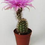 Echinocereus Pectinatus pink blooming cactus in 5.5 cm pot
