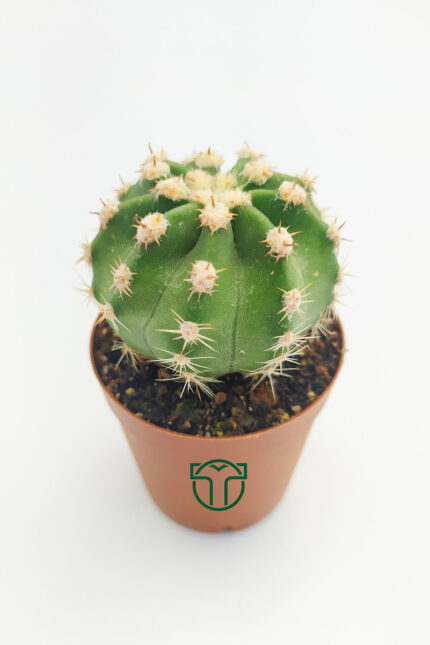 Echinopsis Subdenudata, Beyaz Çiçekli Kaktüs, (5.5 cm) toptan satış