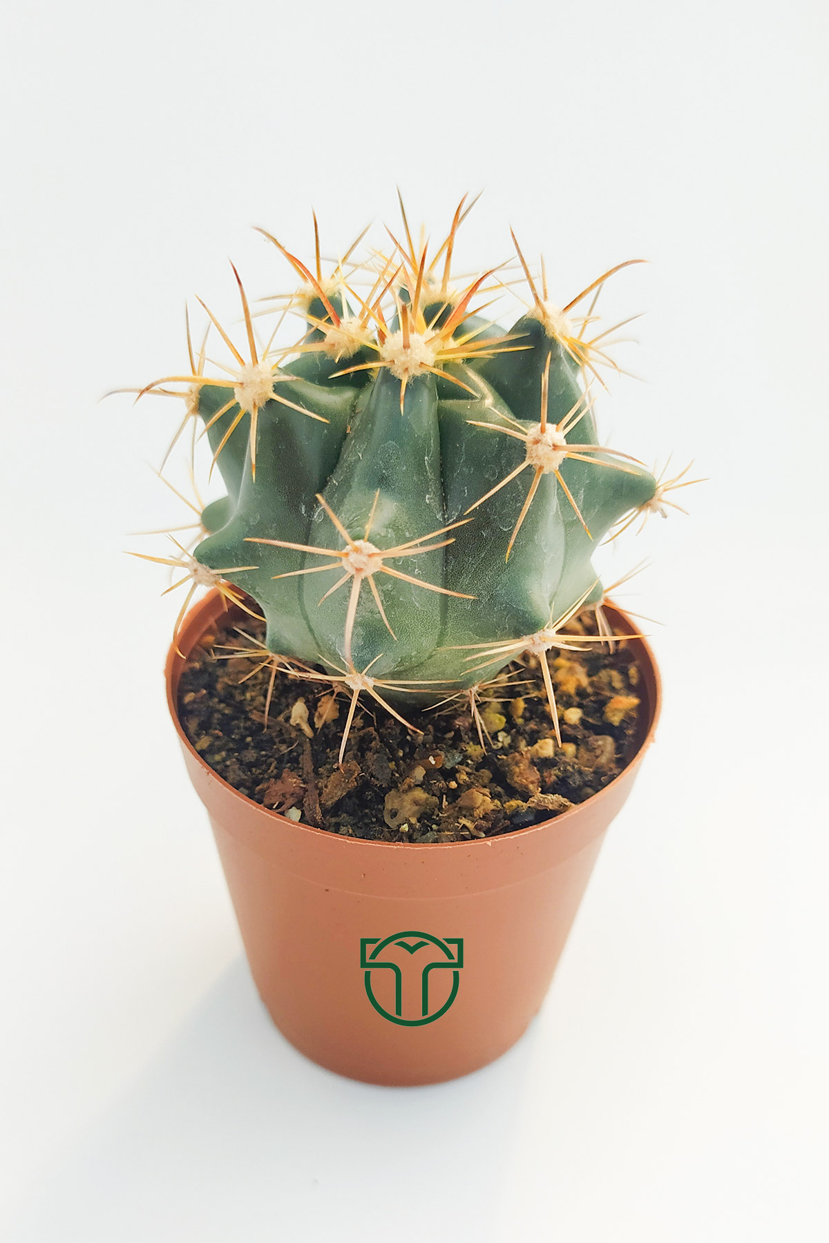 ferocactus-horridus-kaktus-5-5-cm-saksida-03 Ferocactus Horridus Kaktüsü 5.5 cm Saksıda