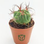 Gymnocalycium Marquezii Rare Species Cactus (5.5 cm Pot)