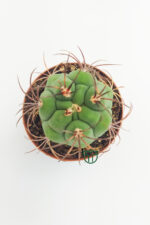 Gymnocalycium Marquezii (5.5 cm), Toptan Satış, 1 viyol, 45 adet