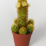 Mammillaria Elongata, Lady Finger, White Flowering Cactus, Plenty of Offspring (5.5 cm Pot)