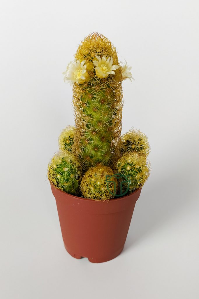 Mammillaria Elongata Lady Finger Flowering Cactus