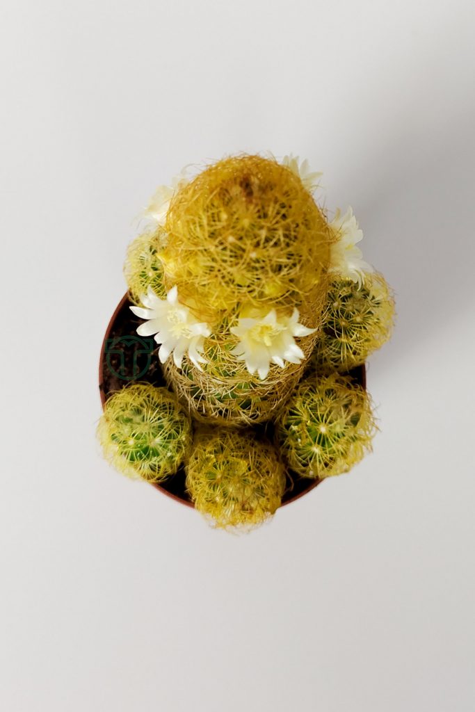 Mammillaria Elongata flowering cactus