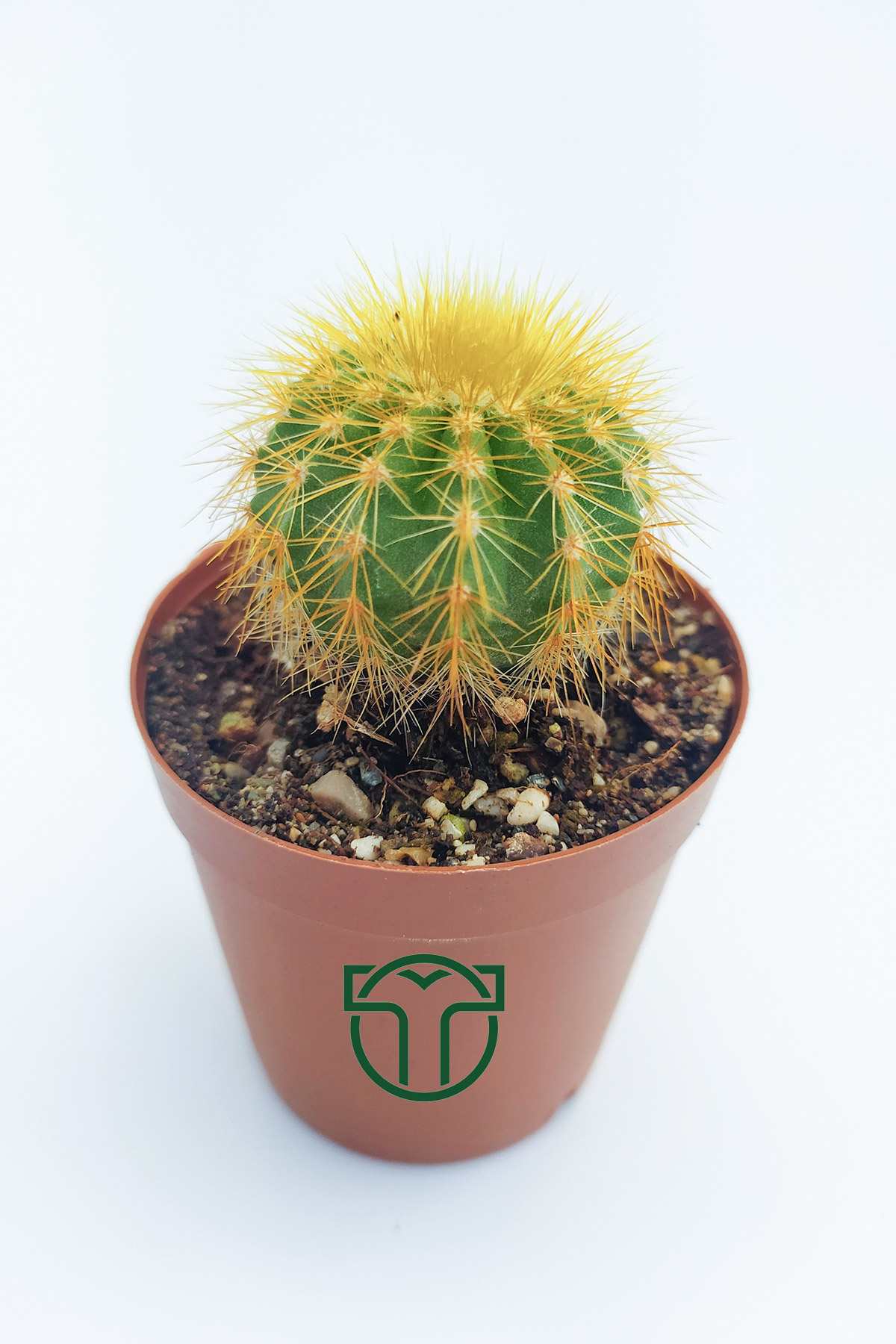 notocactus-leninghausii-golden-ball-kaktüsü-5-5-cm-01 Notocactus Leninghausii, Golden Ball Kaktüsü (5.5 cm)