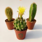 Set of 3 Cactus
