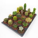 20 Pieces Cactus Set