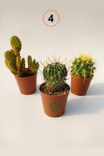 3 lü Kaktüs Set - Görsel 4