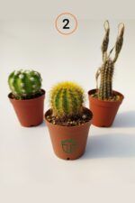 3 lü Kaktüs Set - Görsel 2