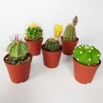 Set of 5 Cactus