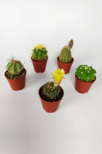 5 li Kaktüs Set - Görsel 4