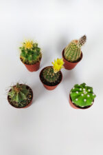 5 li Kaktüs Set - Görsel 3