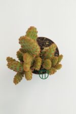 Opuntia Microdasys Rufida Minor - Kaynana Dikeni - 5.5 cm Saksıda - Görsel 2