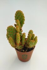 Opuntia Microdasys Rufida Minor - Kaynana Dikeni - 5.5 cm Saksıda - Görsel 3