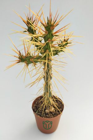 Cylindropuntia Whipplei 5.5 cm Saksıda