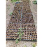 Opuntia Microdasys Rufida Minor - Kaynana Dikeni - 5.5 cm Saksıda - Görsel 4