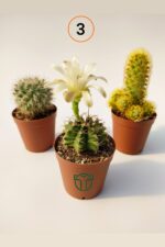 3 lü Kaktüs Set - Görsel 3