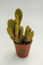 Opuntia Microdasys Rufida Minor - Kaynana Dikeni - 5.5 cm Saksıda