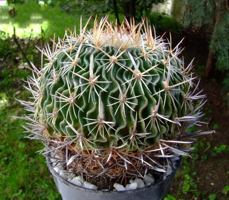 Echinofossulocactus Multicostatus large size