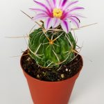 Echinofossulocactus Multicostatus Cactus Pink Flower Special Species Rare Cactus 5.5 cm Potted