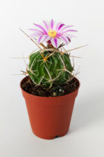 Echinofossulocactus Multicostatus Kaktüs Pembe Çiçekli Özel Tür Nadir Kaktüs 5.5 cm Saksida - Görsel 3