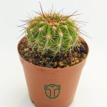 Echinopsis Mamillosa Cactus - in 5.5 cm Pot