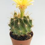 Thelocactus Ideas Blooming Cactus in 5.5 cm Pot