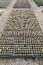 Thelocactus İdeas Çicek Acan Kaktüs