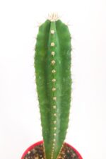 Cereus Validus Nadide Tür Tekli Özel  Kaktüs 8.5 cm Kırmızı Saksıda - Görsel 3
