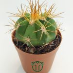 Melokaktus Matanzanus Cactus Special Species 5.5 cm Saksida