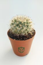 Mammillaria Hahniana Nadir Tür Kaktüs 5.5 cm Saksida