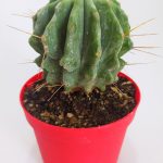 Ferocactus Glaucescens Rare Species Single Special Cactus 8.5 cm in Red Pot