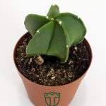 Astrophytum Myriostigma - Özel Tür Kaktüs - 5.5 cm Saksıda
