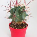 Ferocactus Emoryi Rare Species Single Special Cactus 8.5 cm in Red Pot