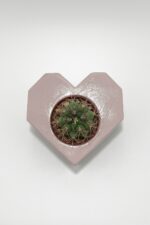Sevgiliye Hediye Kalpli Saksıda Kaktüs (Pembe) - Gymnocalycium Marquezi - Görsel 2