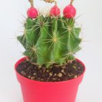 Thelocactus Ideas - Sari Çicek Acan Kaktus - Tohum Kapsüllü - 8.5 cm Kırmızı Saksıda Tekli Kaktüs