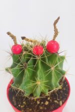 Thelocactus Ideas - Sari Çicek Acan Kaktus - Tohum Kapsüllü - 8.5 cm Kırmızı Saksıda Tekli Kaktüs - Görsel 2