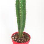 Cereus Validus Rare Species Single Special Cactus 8.5 cm in Red Pot