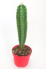 Cereus Validus Nadide Tür Tekli Özel  Kaktüs 8.5 cm Kırmızı Saksıda