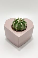 Sevgiliye Hediye Kalpli Saksıda Kaktüs - Echinopsis Subdenudata