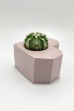Sevgiliye Hediye Kalpli Saksıda Kaktüs - Echinopsis Subdenudata - Görsel 3