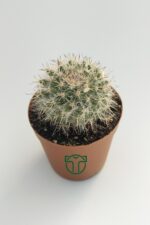 Mammillaria Hahniana Nadir Tür Kaktüs 5.5 cm Saksida - Görsel 3