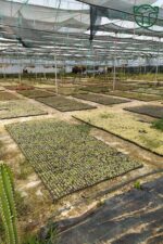Thelocactus Ideas - Sari Çicek Acan Kaktus - Tohum Kapsüllü - 8.5 cm Kırmızı Saksıda Tekli Kaktüs - Görsel 4