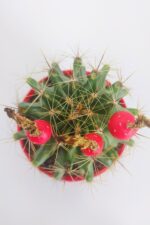 Thelocactus Ideas - Sari Çicek Acan Kaktus - Tohum Kapsüllü - 8.5 cm Kırmızı Saksıda Tekli Kaktüs - Görsel 3
