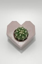 Sevgiliye Hediye Kalpli Saksıda Kaktüs - Echinopsis Subdenudata - Görsel 2