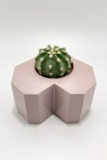 Sevgiliye Hediye Kalpli Saksıda Kaktüs - Echinopsis Subdenudata - Görsel 4