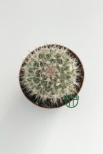 Mammillaria Hahniana Nadir Tür Kaktüs 5.5 cm Saksida - Görsel 2